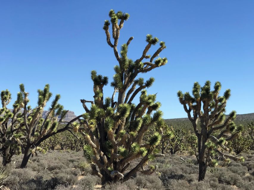 Las Vegas:Grand Canyon West Tour, Ranch Lunch, Skywalk Entry - What the guide adds to the day