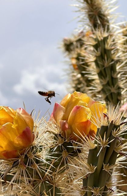 Las Vegas: Small Group Grand Canyon Skywalk, Hoover Dam Tour - Joshua Tree Forest breaks up the desert drive