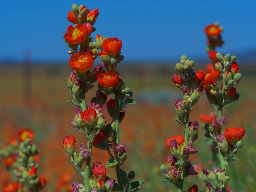 Las Vegas: Small-Group Grand Canyon South Rim Sunset Tour - What $205 buys you