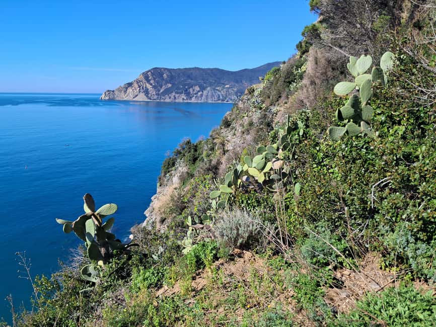 Lemon tour with Limoncino and Wine tasting in Vernazza (Cinque Terre) - A lemon grove with Vernazza below