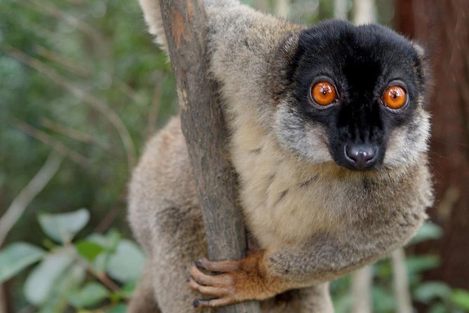 Lemur Day Tour at Andasibe Rainforest and Vakona Lodge Reserve - Key points before you book
