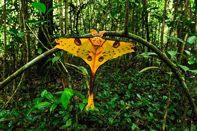 Lemur Day Tour at Andasibe Rainforest and Vakona Lodge Reserve - Why the indri makes Andasibe worth the long drive