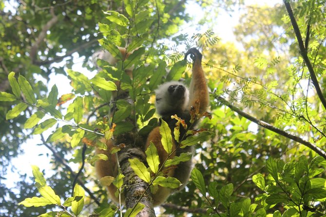 Lemur Day Tour at Andasibe Rainforest and Vakona Lodge Reserve - Walking Andasibe with a local guide