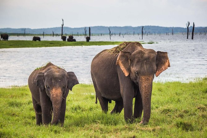 Leopard Safari Tour in Yala National Park - How to plan your day
