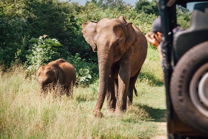 Leopard Safari Tour in Yala National Park - Who should book this Yala safari