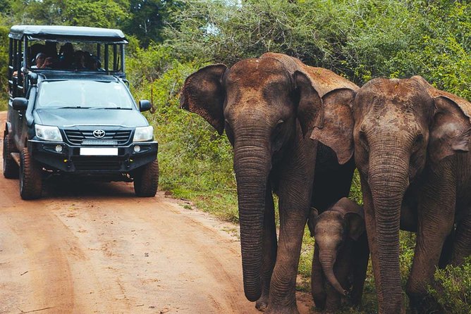Leopard Safari Tour in Yala National Park - The golden-hour leopard search