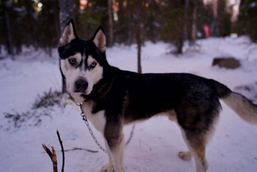 Levi: Winter Wilderness Husky & Reindeer Safari Combo Tour - The snowmobile-towed sleigh is the link between worlds