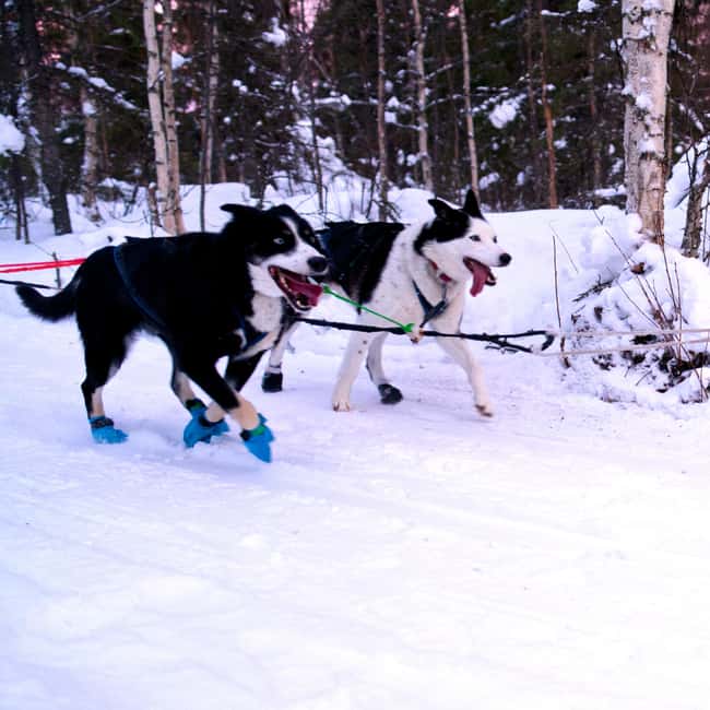 Levi: Winter Wilderness Husky & Reindeer Safari Combo Tour - The husky safari brings the energy