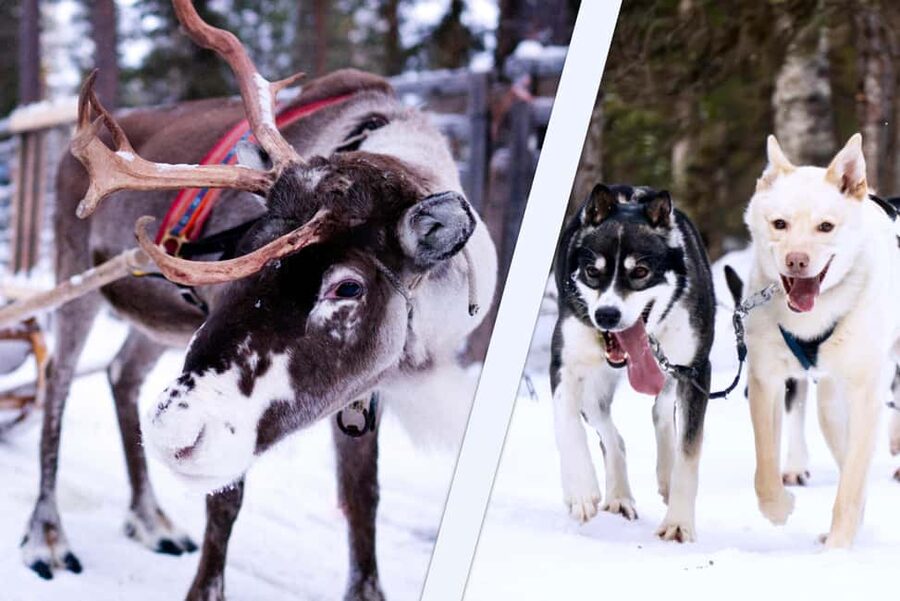 Levi: Winter Wilderness Husky & Reindeer Safari Combo Tour - Kota shelter, hot drinks, and a useful break from the cold