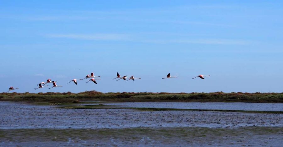 Lisbon: Tagus Estuary Nature Reserve Birdwatching Boat Tour - Why the Tagus Estuary is such a good break from Lisbon