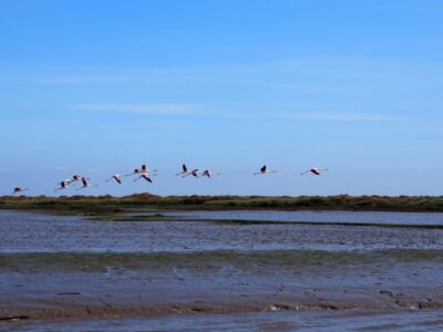 Lisbon: Tagus Estuary Nature Reserve Birdwatching Boat Tour