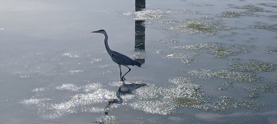 Lisbon: Tagus Estuary Nature Reserve Birdwatching Boat Tour - Mouchao da Povoa and the wider wetland