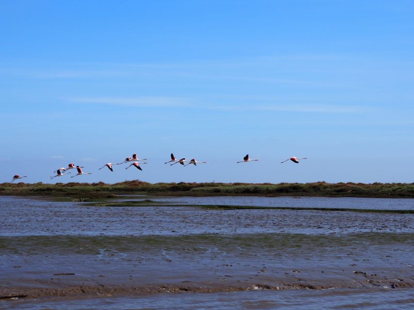 Lisbon: Tagus Estuary Nature Reserve Birdwatching Boat Tour - Starting beside Onda Luso-Americana