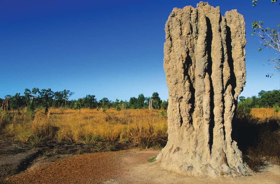 Litchfield National Park: Full-Day & Lunch from Darwin - Why Litchfield makes a good day trip from Darwin