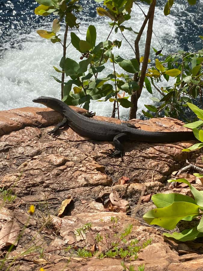 Litchfield VIP Tours, Litchfield National Park, Day Tours, - Florence Falls combines swimming and a walk