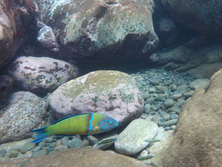 Madeira: Garajau Nature Reserve Kayak and Snorkel Tour - The return paddle is where the effort shows
