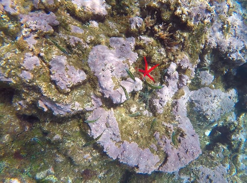 Madeira: Garajau Nature Reserve Kayak and Snorkel Tour - Is $41 a fair price?
