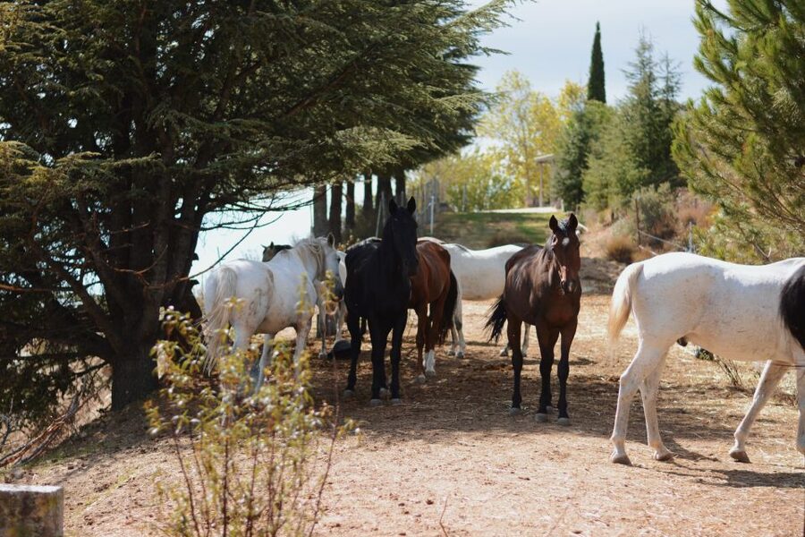 Madrid: Horse Riding in Sierra del Guadarrama National Park - Practical tips for a smoother day