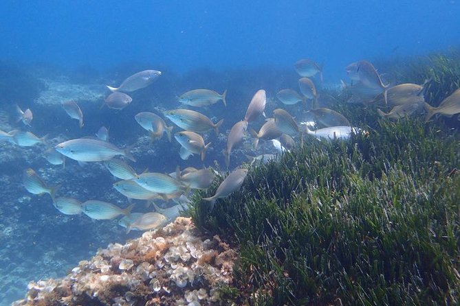 Mallorca: Snorkeling in a Beautiful Nature Reserve - Why this Mallorca snorkeling trip works for first-timers