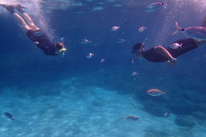 Mallorca: Snorkeling in a Beautiful Nature Reserve - What you can see in the nature reserve