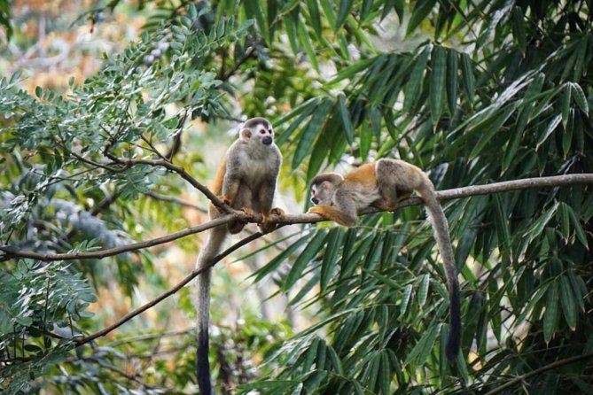 Manuel Antonio National Park from San José - Orotina, a practical 45-minute breakfast stop