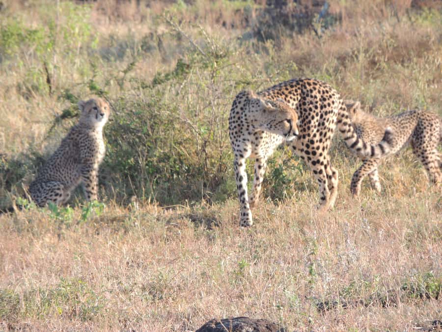 Marloth Park: Kruger National Park Safari Game Drives - A 5 a.m. start from Marloth Park