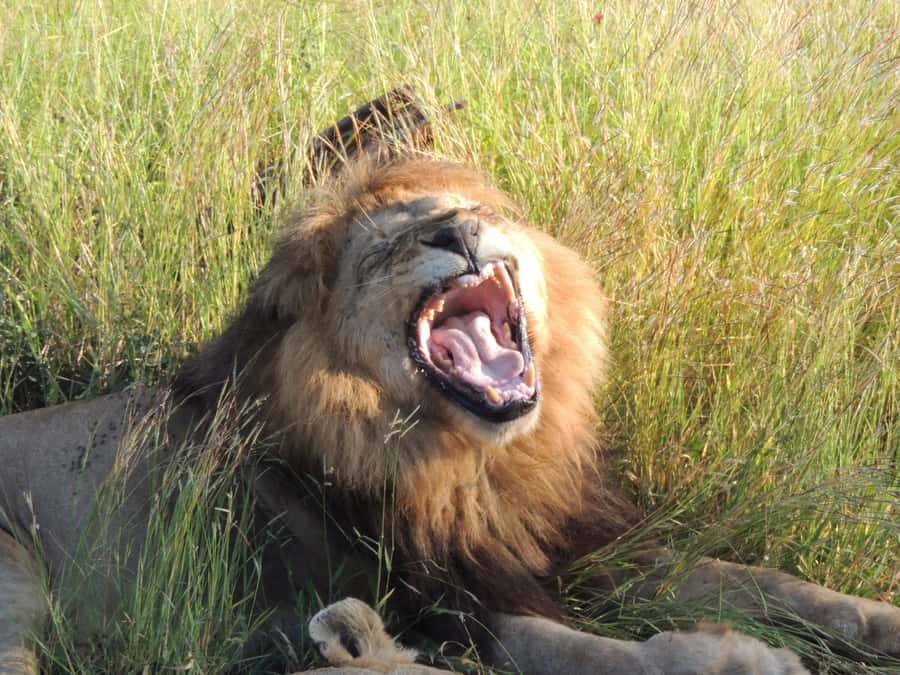 Marloth Park: Kruger National Park Safari Game Drives - Elephant-shaped woodland and open savannah