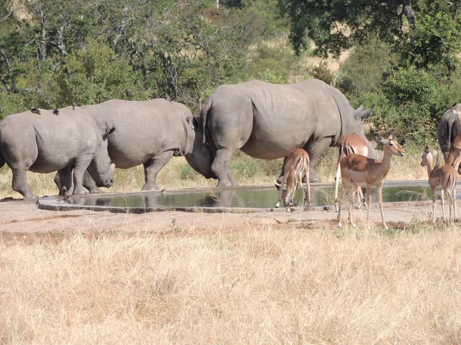Marloth Park: Kruger National Park Safari Game Drives - What the guides add to the experience