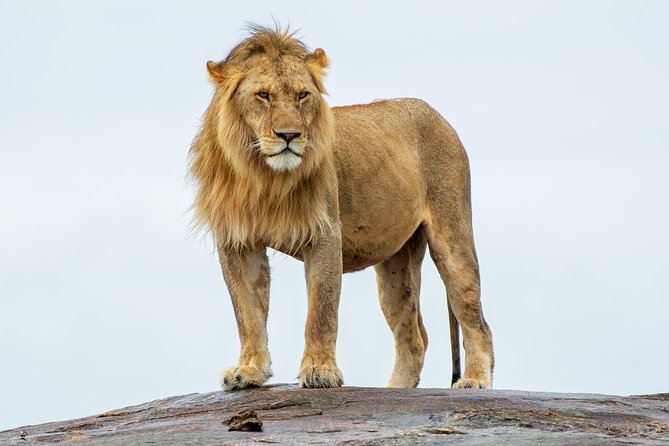 Masai Mara 3 Day Safari | Private 4WD Jeep Tour - Day 2: A full day among the wildlife