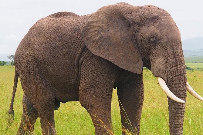 Masai Mara 3 Day Safari | Private 4WD Jeep Tour - Masai culture, handled with the right expectations
