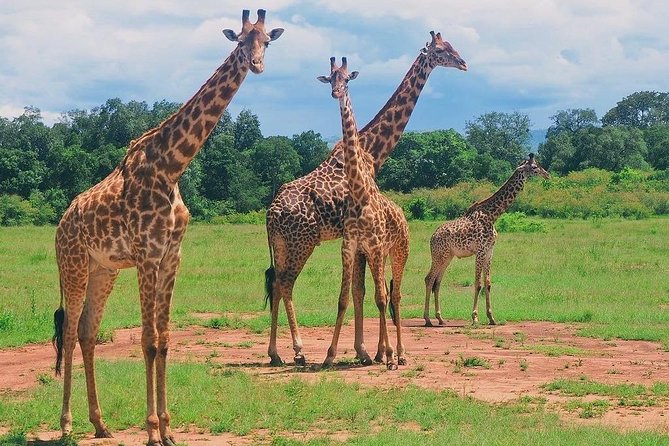 Masai Mara 3 Day Safari | Private 4WD Jeep Tour - Day 3: Leaving the Mara and returning to Nairobi