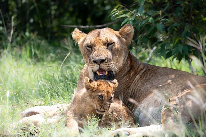 Masai Mara 3 Day Safari | Private 4WD Jeep Tour - Day 1: From Nairobi to the Great Rift Valley