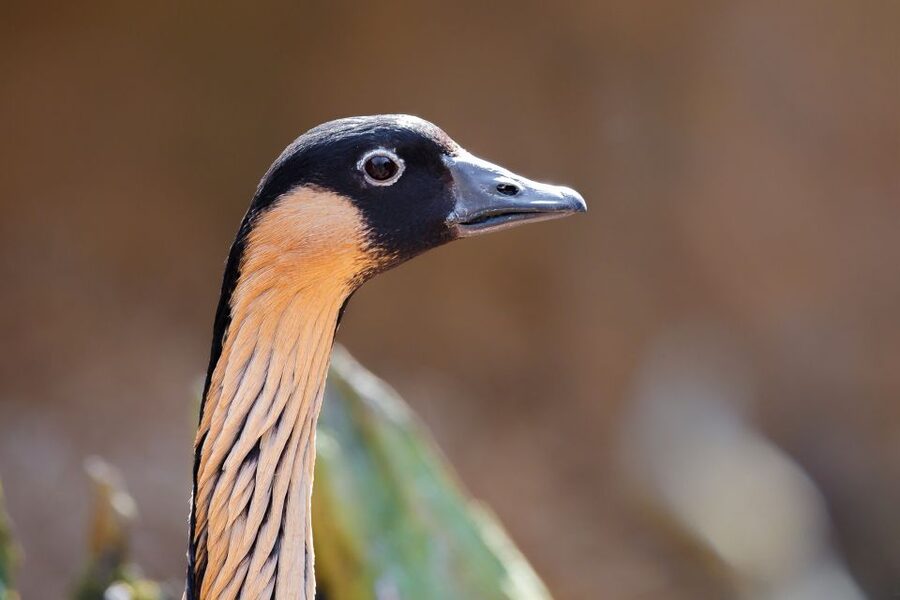 Maui: Sunrise & Breakfast Tour to Haleakala National Park - Is the $254 price fair?