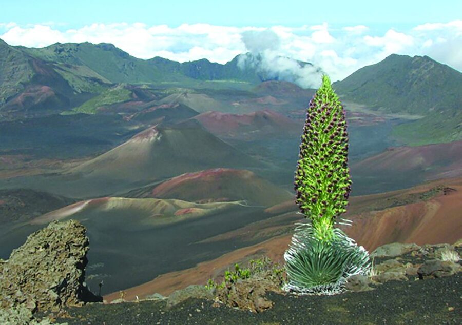 Maui: Sunset & Dinner Tour to Haleakala National Park - Haleakala sunset, without the sunrise alarm