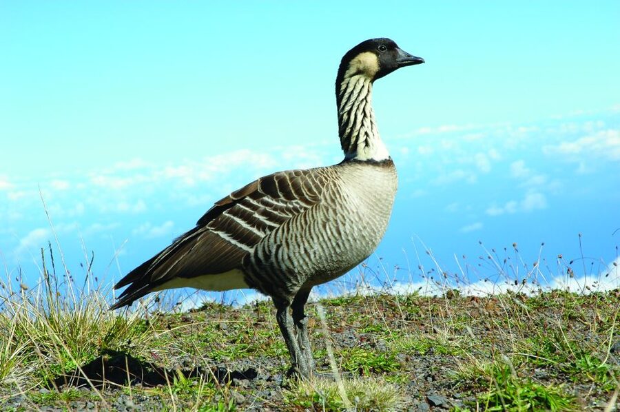Maui: Sunset & Dinner Tour to Haleakala National Park - Arriving at Haleakala National Park