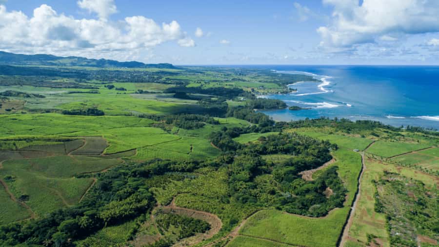 Mauritius: Bel Ombre Nature Reserve 4x4 Safari Adventure - Watching for birds and native wildlife