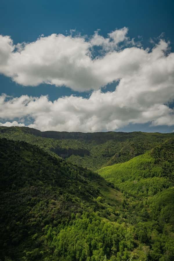Mauritius: Black River Gorges National Park 3-Hour Hike - What the forest walk is really like
