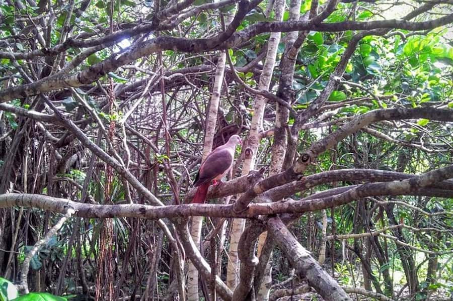 Mauritius: Ile aux Aigrettes Nature Reserve with Boat Ride - How the $116 price really works