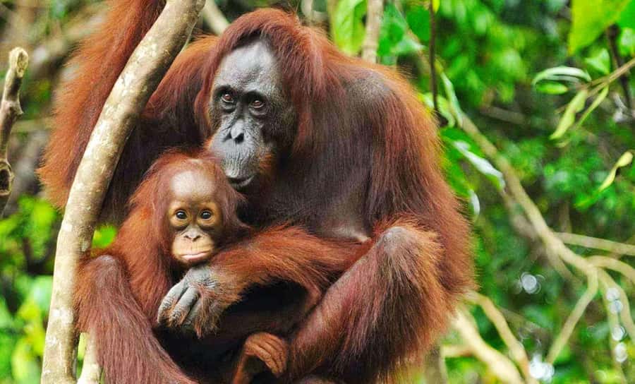 Medan: Mount Leuser National Park Full-Day Trip - Why this Medan to Bukit Lawang day works