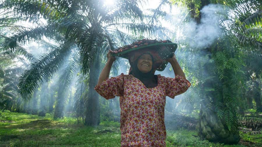 Medan: Mount Leuser National Park Full-Day Trip - A three-hour walk under the rainforest canopy