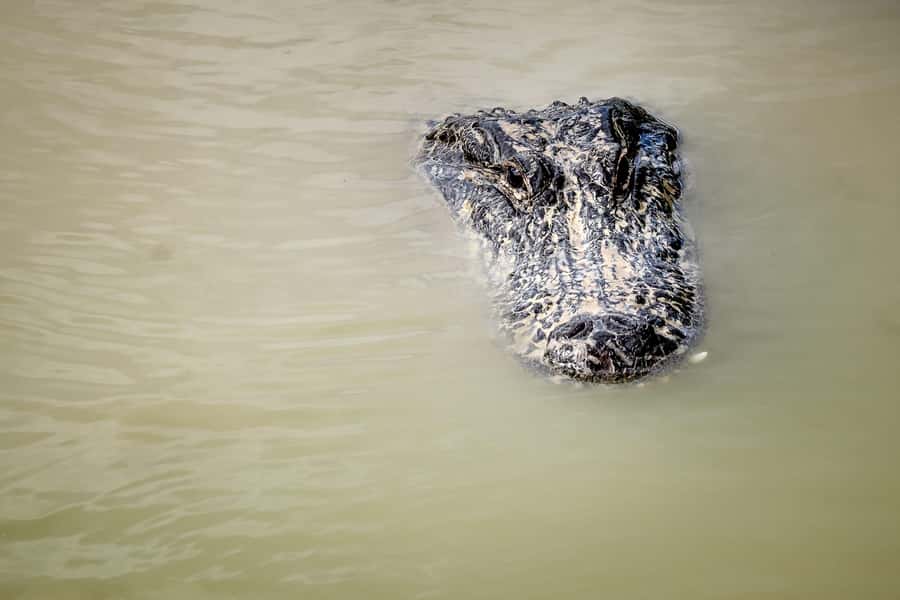 Miami: Everglades Airboat & Animal Sanctuary Tour with Photo - Why this half-day Everglades trip works from Miami