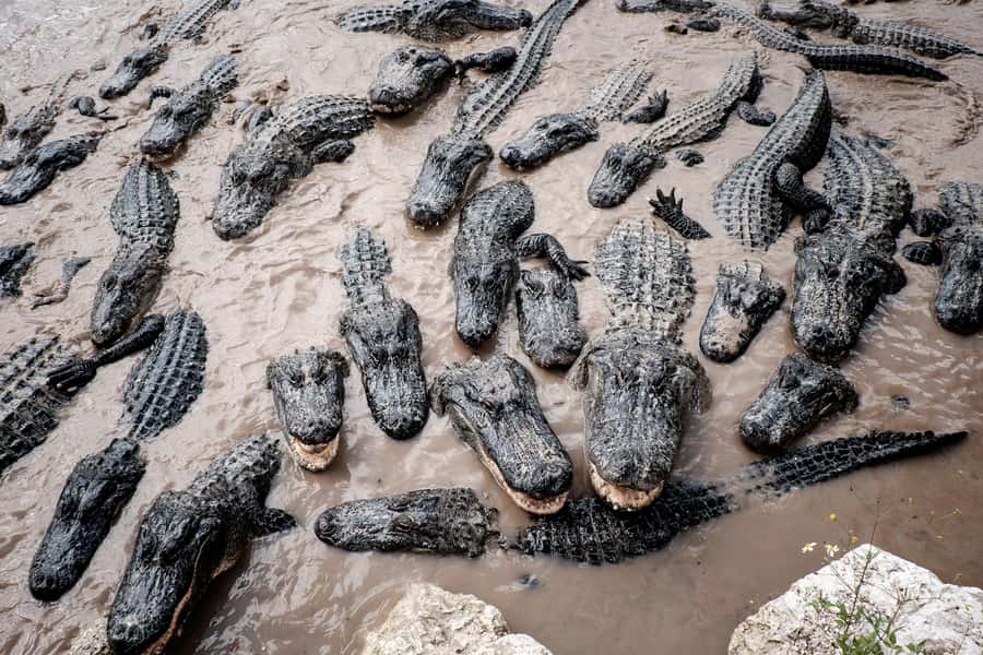 Miami: Everglades Airboat & Animal Sanctuary Tour with Photo - The wildlife refuge and its rescue animals