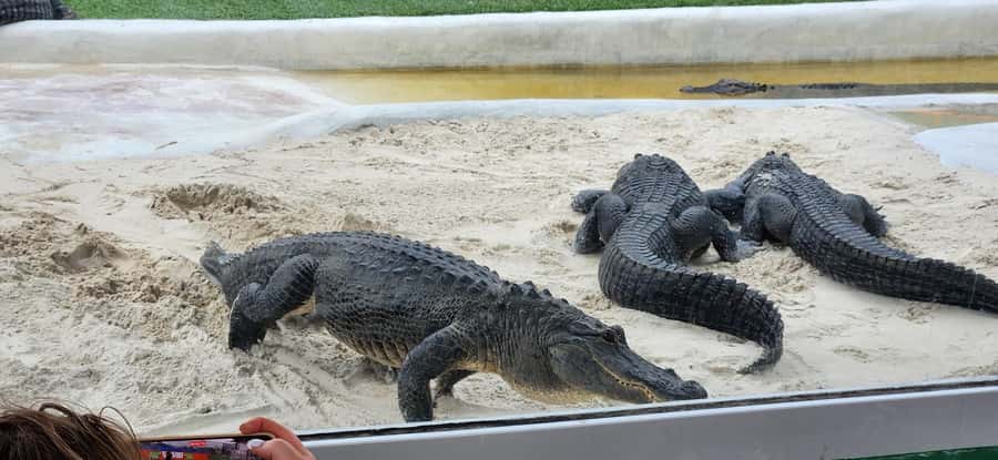 Miami: Everglades Airboat, Gator Encounter & Bus Transfer - A practical Everglades trip from Miami