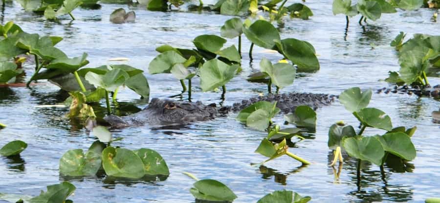 Miami: Everglades Airboat, Gator Encounter & Bus Transfer - How the schedule feels in practice
