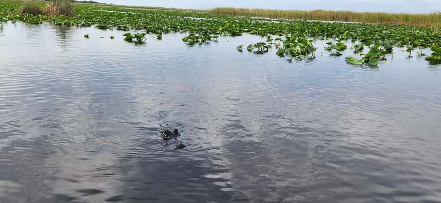 Miami: Everglades Airboat, Gator Encounter & Bus Transfer - What to bring for a more comfortable ride