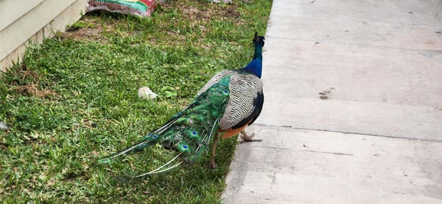 Miami: Everglades Airboat, Gator Encounter & Bus Transfer - Who will get the most from this tour