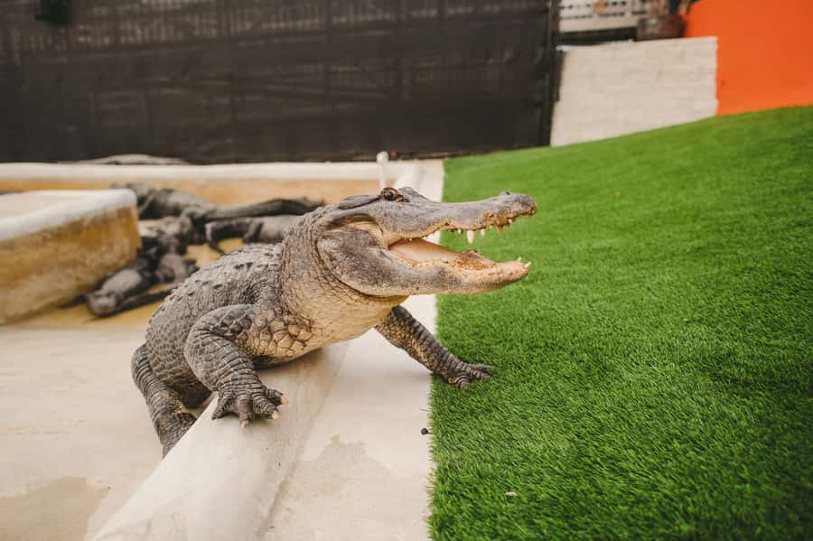 Miami: Everglades Experience, Bay Cruise & Open-Top Bus Tour - Key points to know before booking