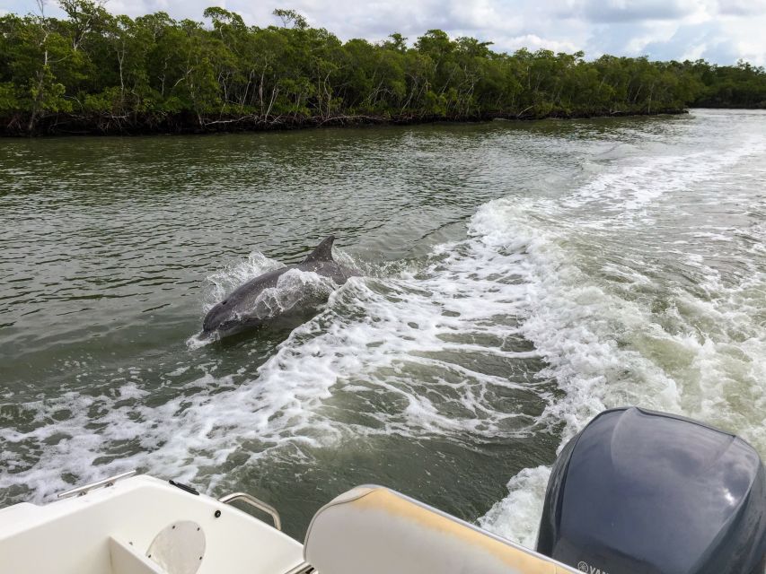 Miami: Everglades Full-Day Tour with 2 Boat Trips and Lunch - Why this tour covers more than a typical Everglades outing