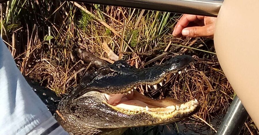 Miami: Everglades Full-Day Tour with 2 Boat Trips and Lunch - The 80-minute cruise through the 10,000 Islands