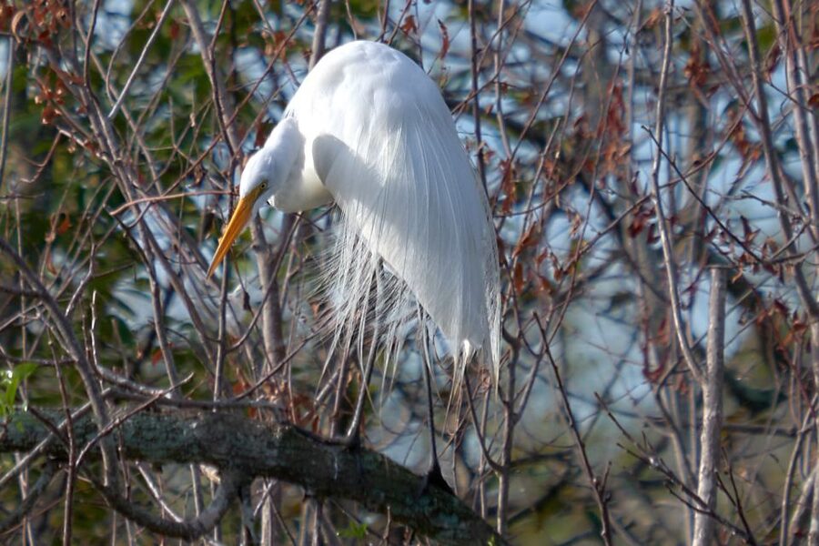 Miami: Everglades Full-Day Tour with 2 Boat Trips and Lunch - The day is long, so plan for it